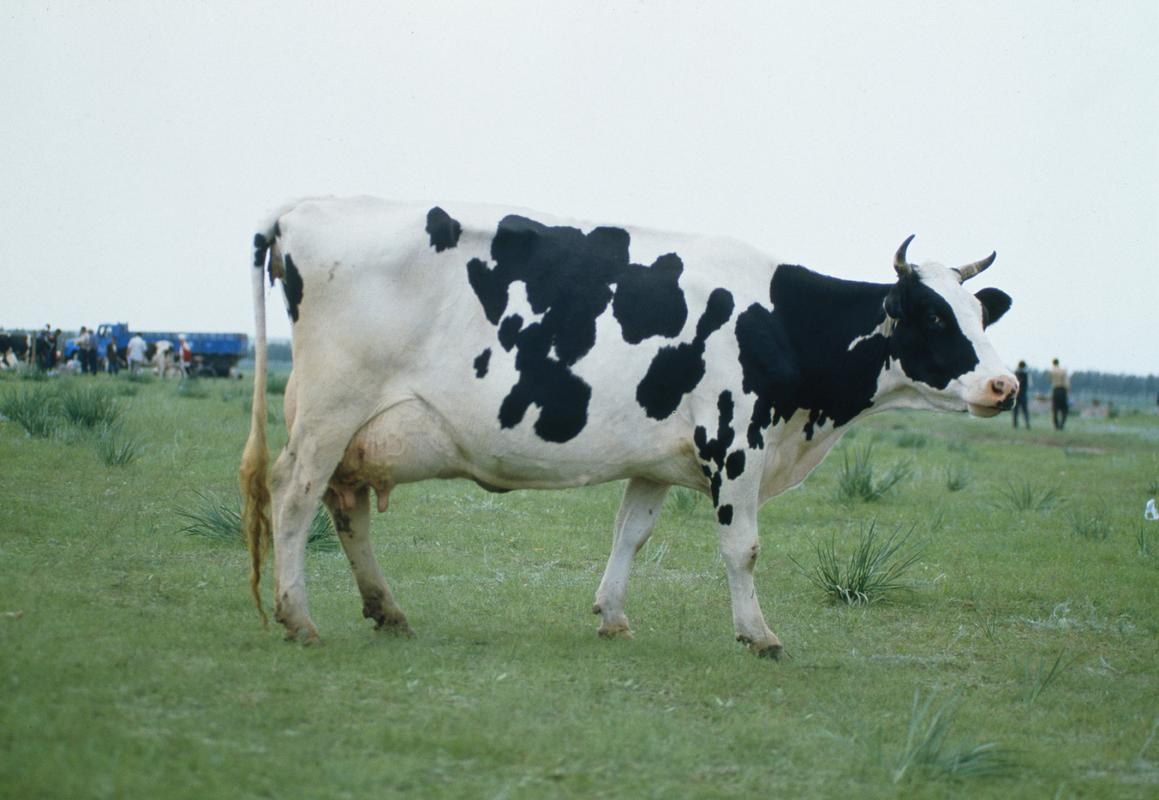 奶牛品种排名如何？-第3张图片-宁夏农业信息网