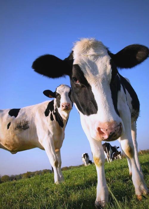 奶牛品种排名如何？-第2张图片-宁夏农业信息网