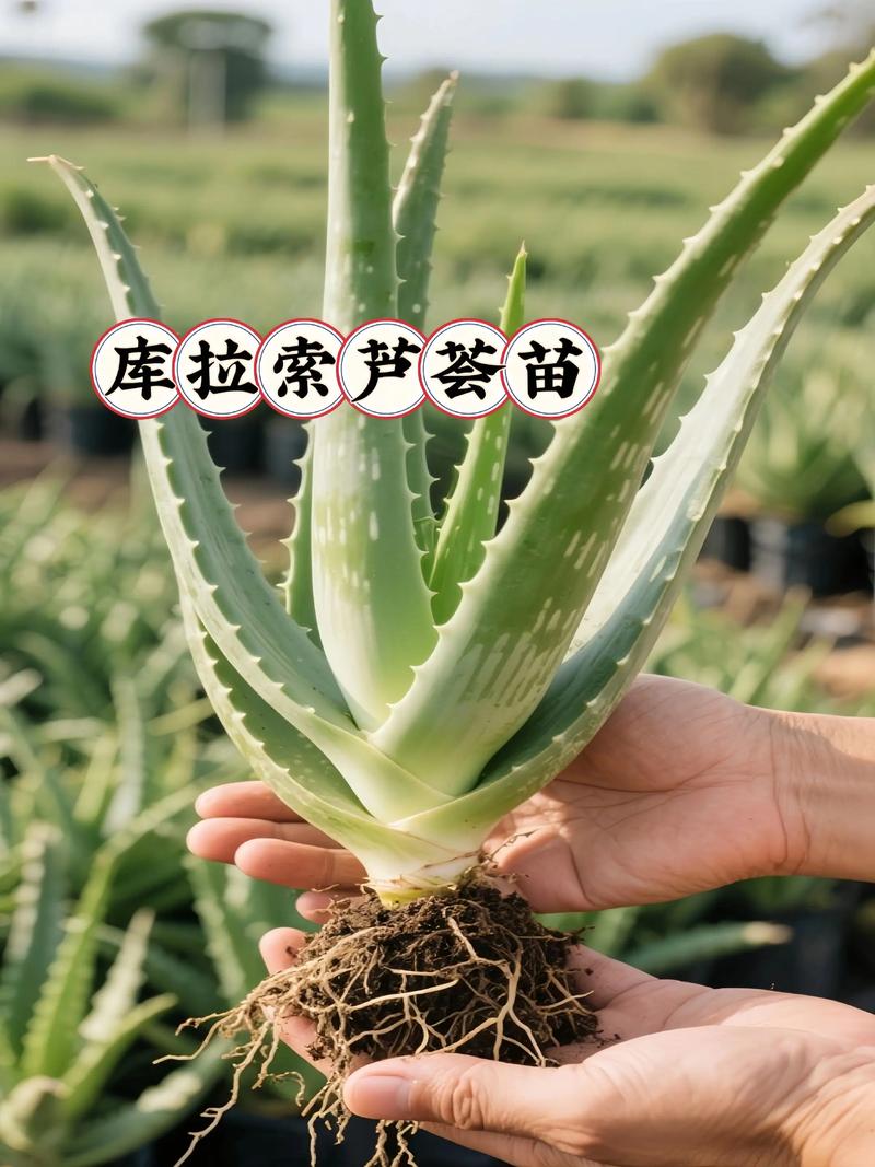 芦荟品种那么多，到底哪个最好？-第1张图片-宁夏农业信息网