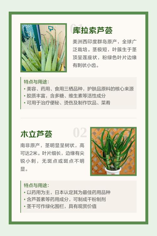芦荟品种那么多，到底哪个最好？-第2张图片-宁夏农业信息网