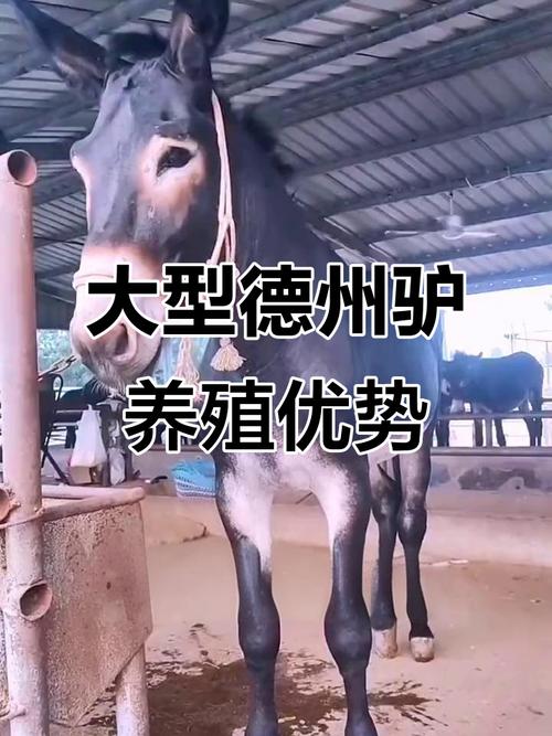 世界上体型最大的驴品种是什么？-第1张图片-宁夏农业信息网