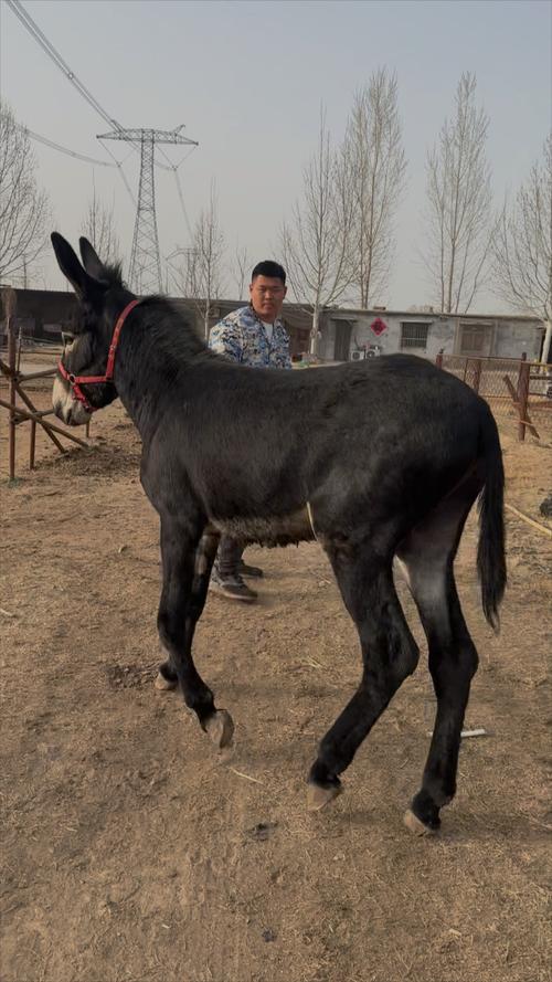 世界上体型最大的驴品种是什么？-第2张图片-宁夏农业信息网