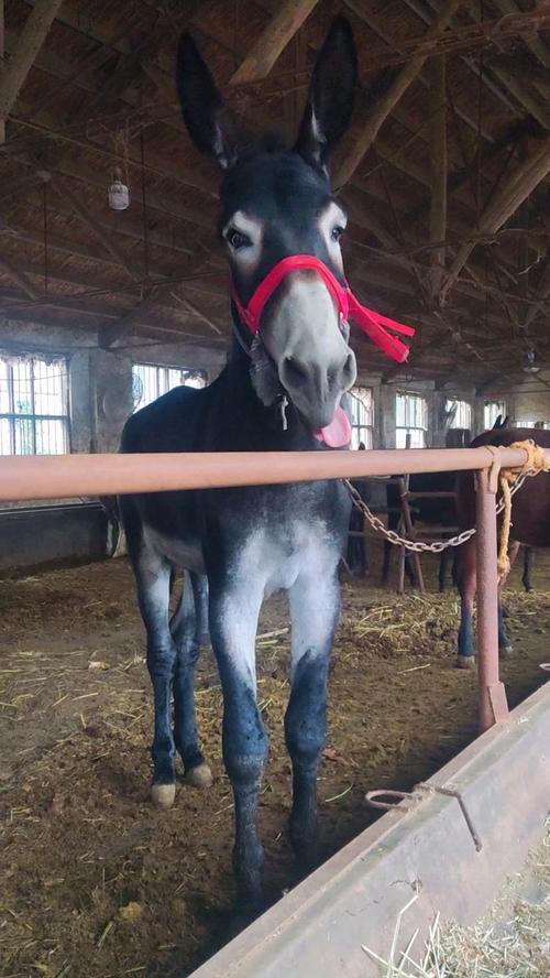 世界上体型最大的驴品种是什么？-第3张图片-宁夏农业信息网