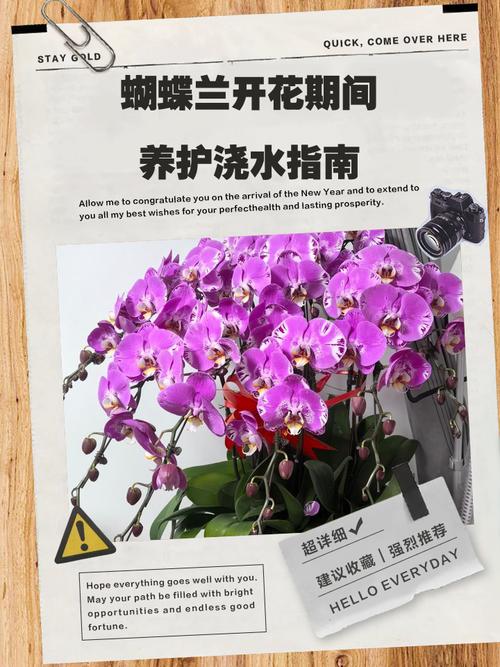 蝴蝶兰该浇什么水？怎么浇才对？-第1张图片-宁夏农业信息网