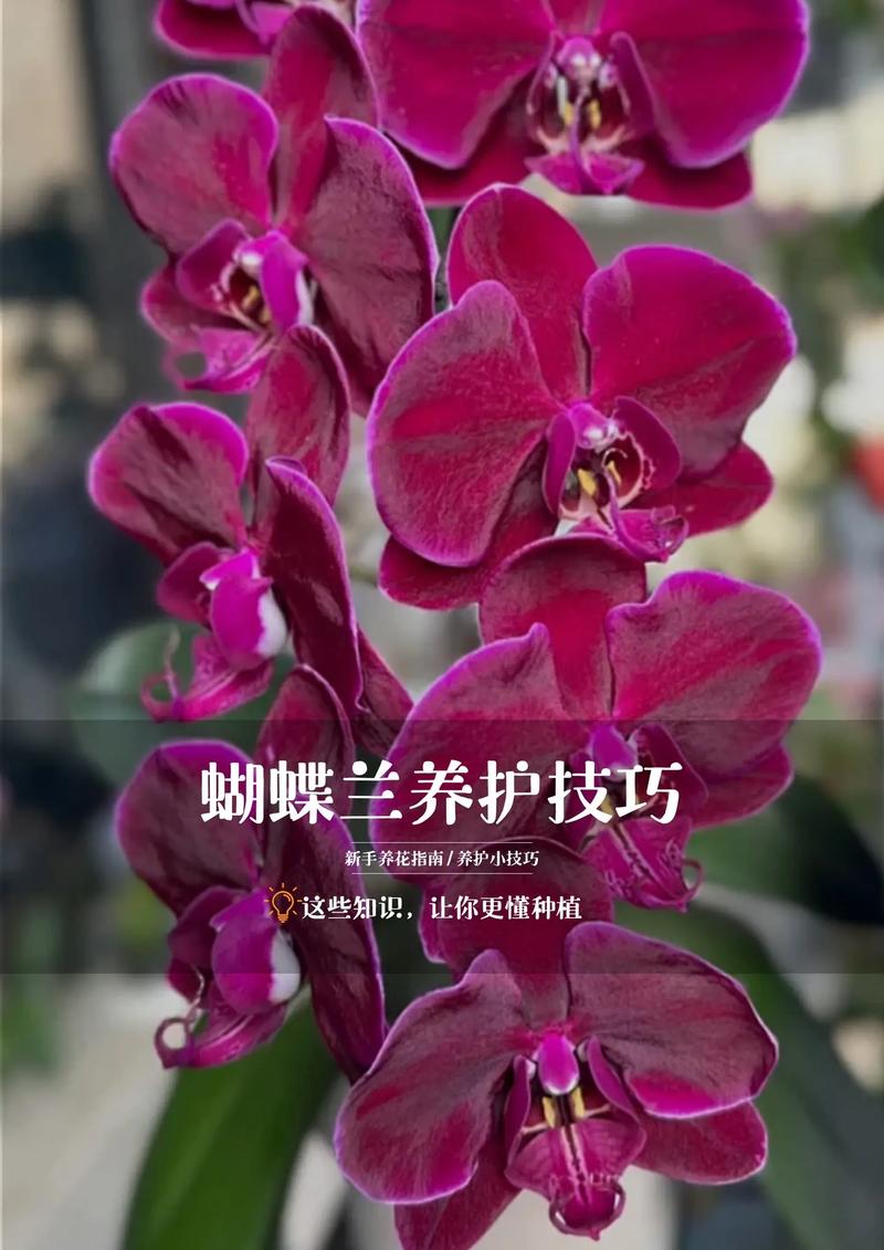 蝴蝶兰该浇什么水？怎么浇才对？-第2张图片-宁夏农业信息网