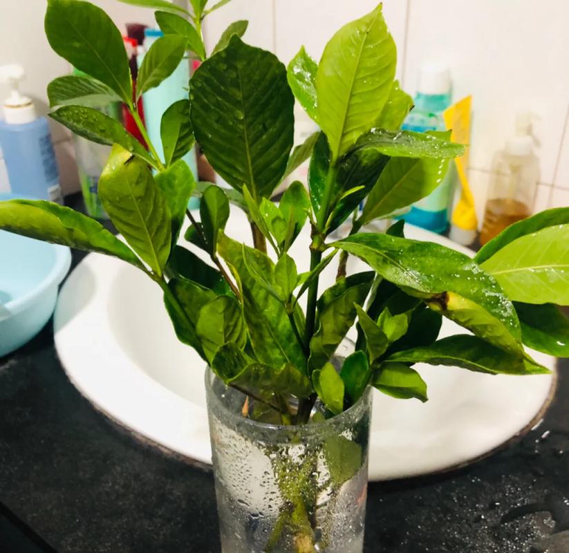 栀子花如何安全过冬？-第2张图片-宁夏农业信息网