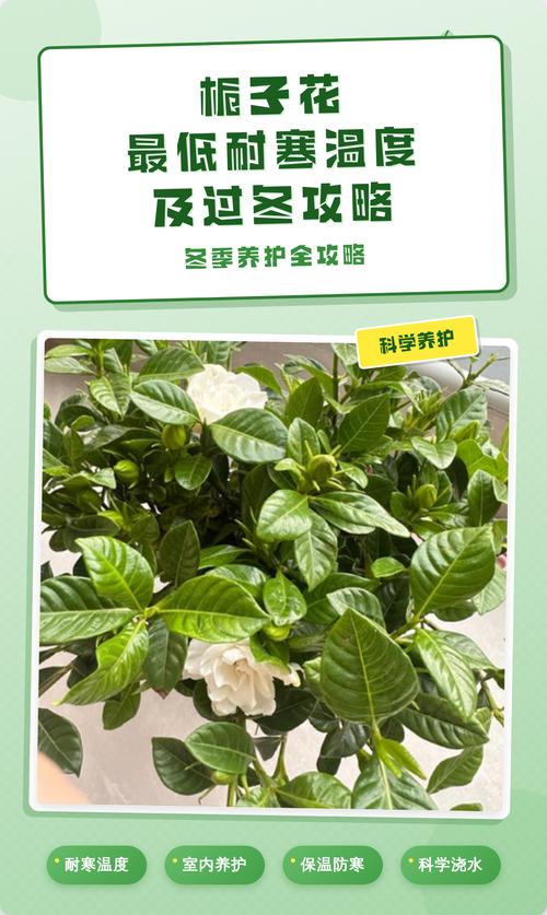 栀子花如何安全过冬？-第1张图片-宁夏农业信息网