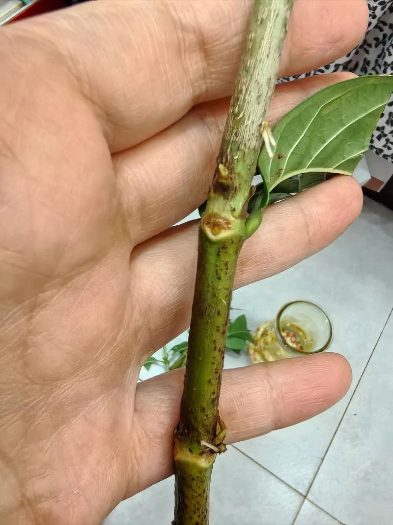 栀子花如何安全过冬？-第3张图片-宁夏农业信息网