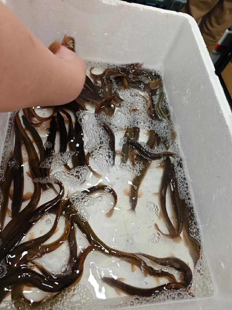 南京水产市场批发泥鳅-第1张图片-宁夏农业信息网