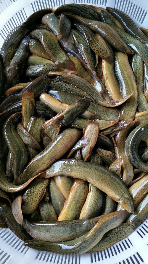 南京水产市场批发泥鳅-第2张图片-宁夏农业信息网