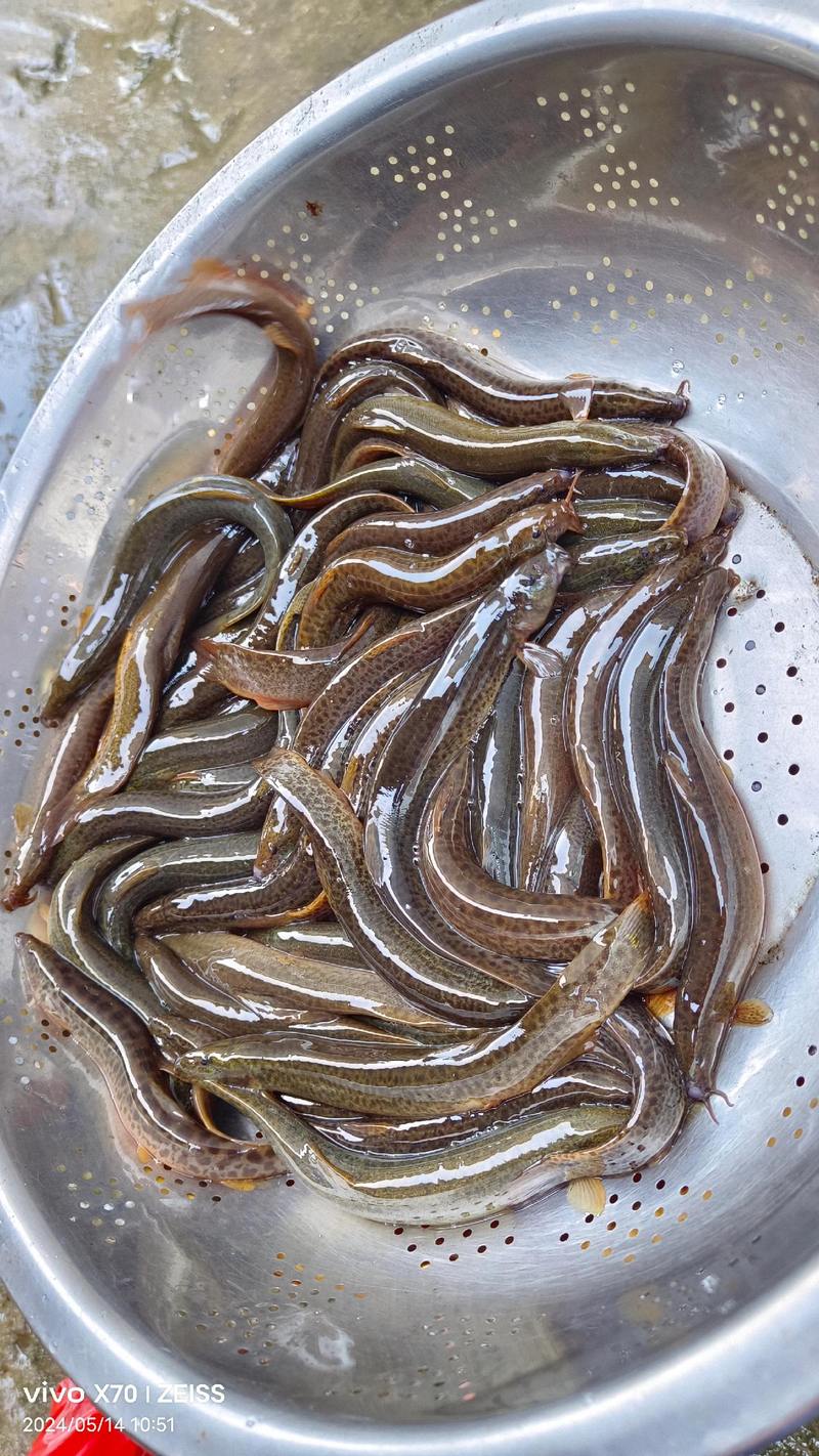 南京水产市场批发泥鳅-第3张图片-宁夏农业信息网