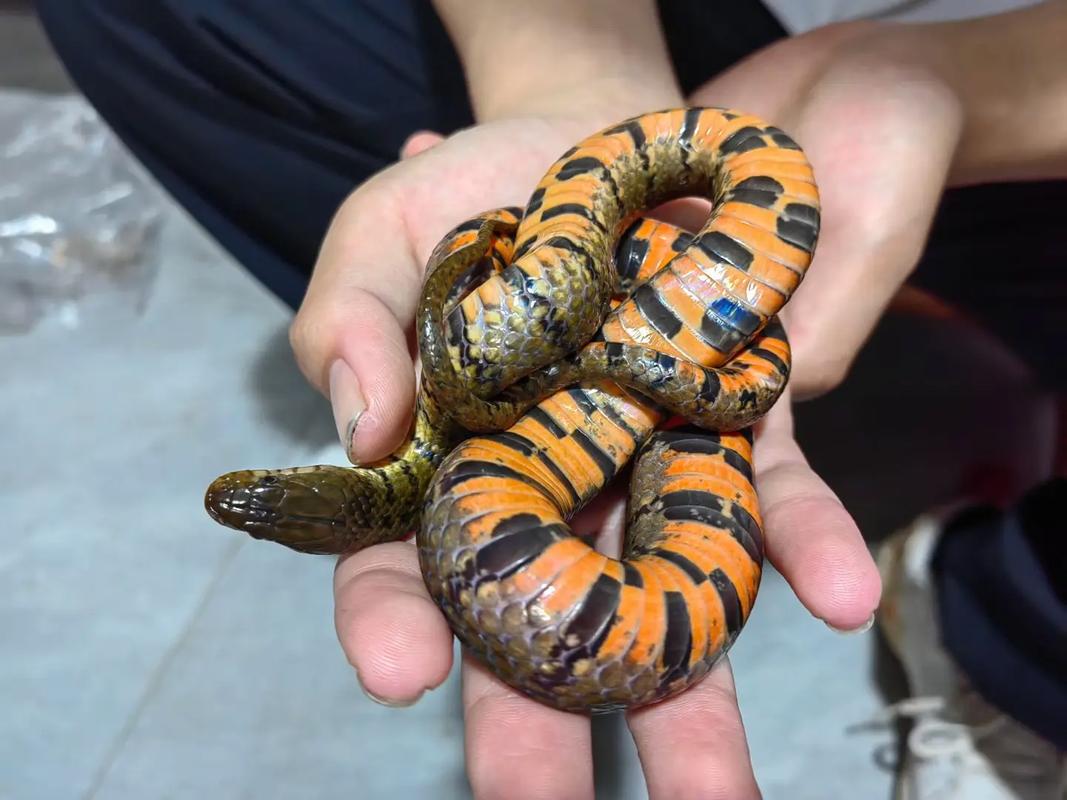 哪种无毒蛇养殖最赚钱？-第1张图片-宁夏农业信息网