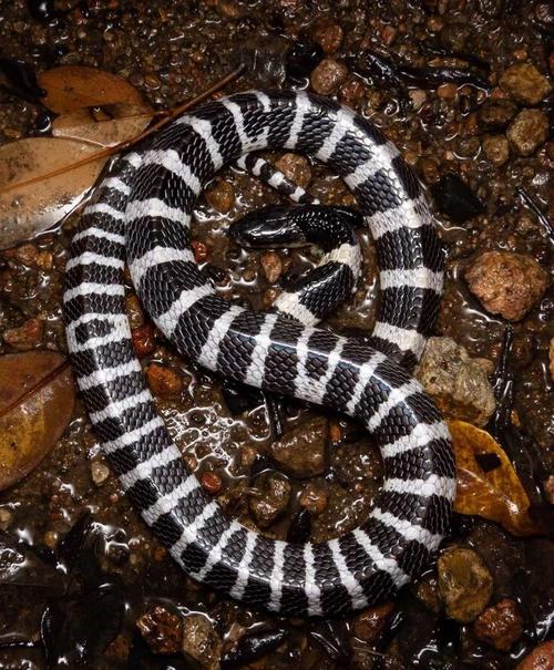 哪种无毒蛇养殖最赚钱？-第2张图片-宁夏农业信息网