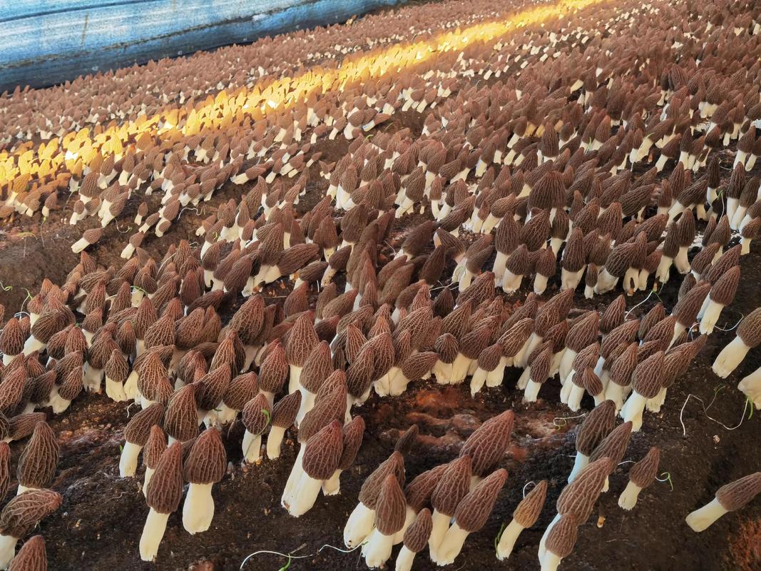 人工栽培羊肚菌的方法有哪些？-第2张图片-宁夏农业信息网