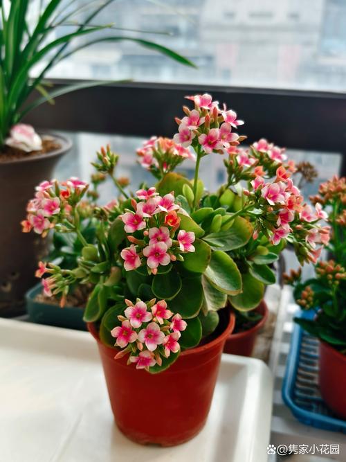 春天长寿花品种有哪些？-第1张图片-宁夏农业信息网