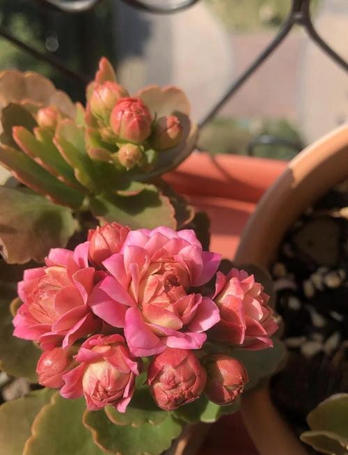 春天长寿花品种有哪些？-第3张图片-宁夏农业信息网