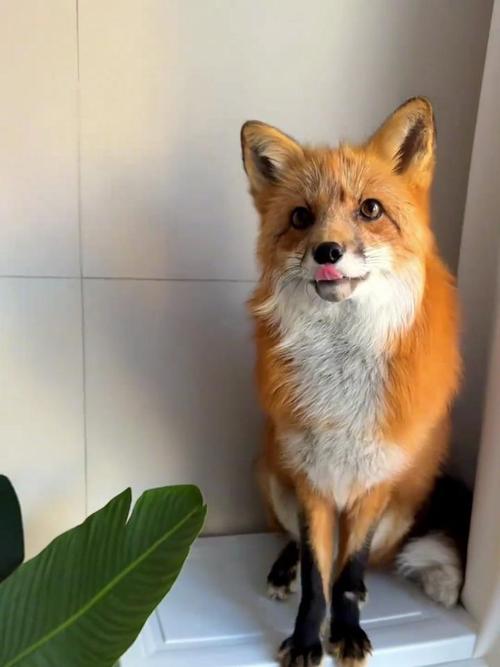 新手养狐狸选什么品种好？-第1张图片-宁夏农业信息网