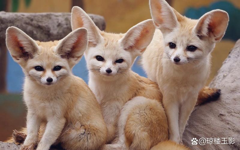 新手养狐狸选什么品种好？-第2张图片-宁夏农业信息网