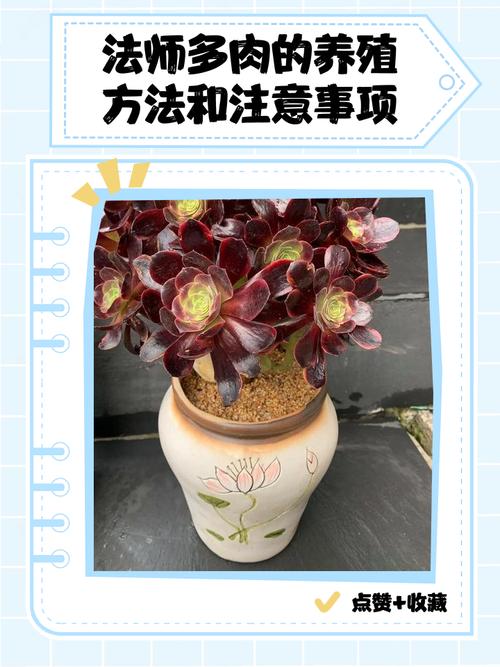 法师赤霞飞怎么养？-第2张图片-宁夏农业信息网