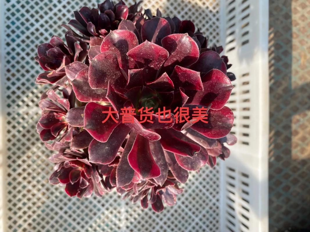 法师赤霞飞怎么养？-第3张图片-宁夏农业信息网