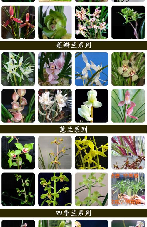 兰草最好品种有哪些？-第2张图片-宁夏农业信息网