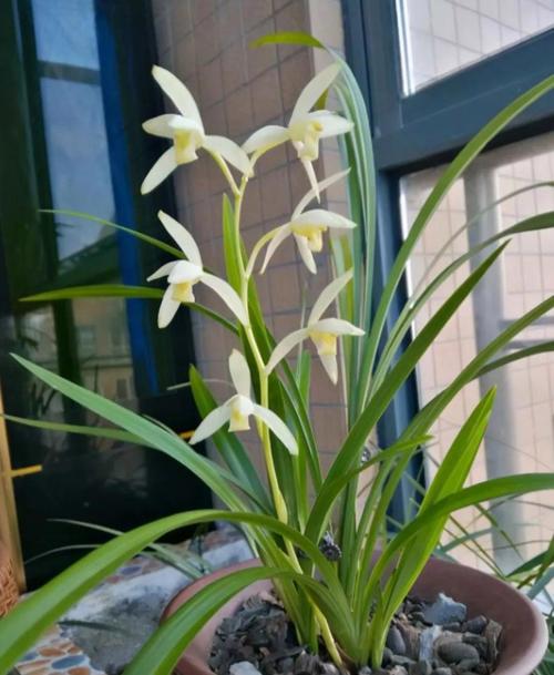 兰草最好品种有哪些？-第3张图片-宁夏农业信息网