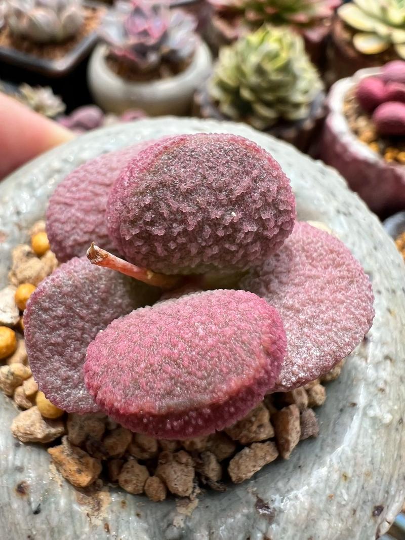 哪些多肉品种能水泡？水泡多肉怎么养？-第1张图片-宁夏农业信息网