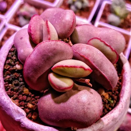 哪些多肉品种能水泡？水泡多肉怎么养？-第3张图片-宁夏农业信息网