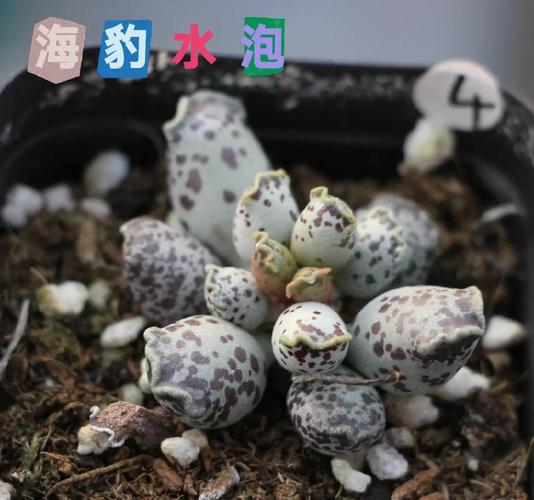 哪些多肉品种能水泡？水泡多肉怎么养？-第2张图片-宁夏农业信息网