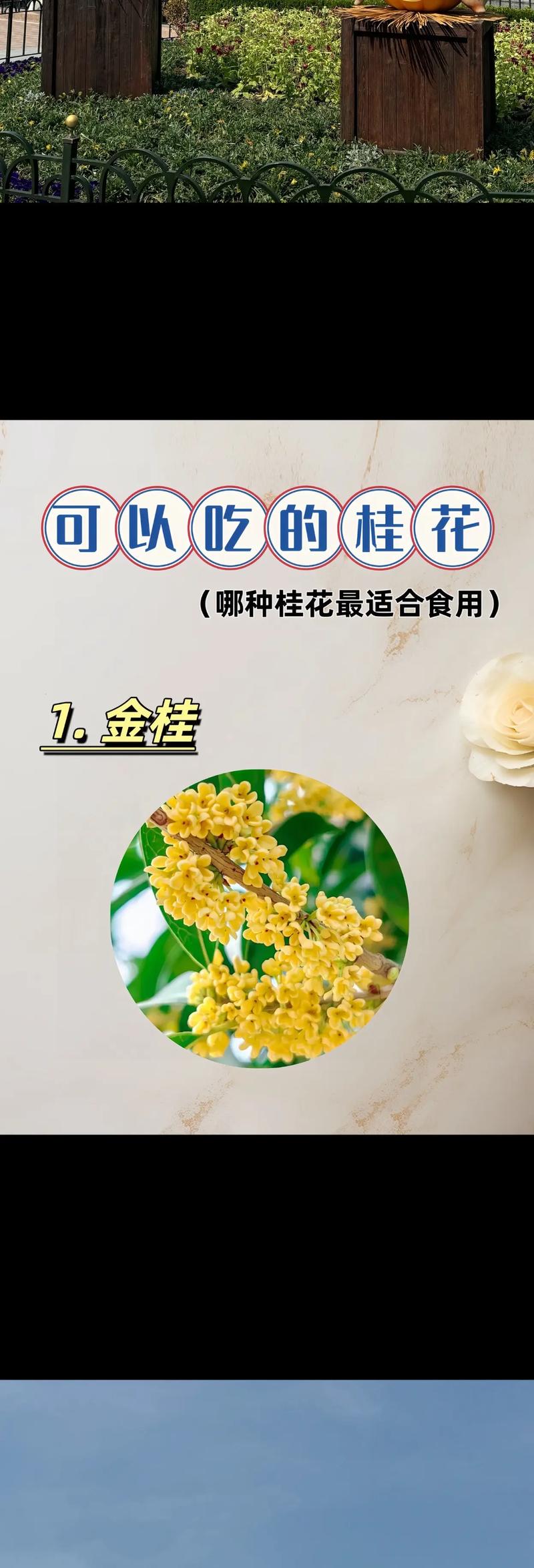 桂花究竟有多少品种？-第1张图片-宁夏农业信息网