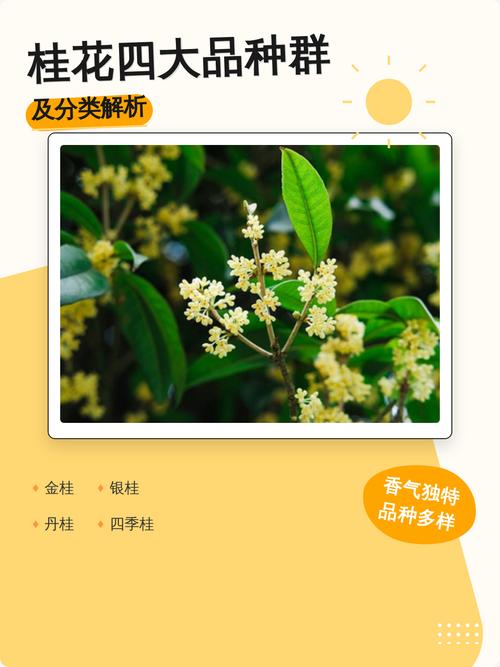 桂花究竟有多少品种？-第2张图片-宁夏农业信息网