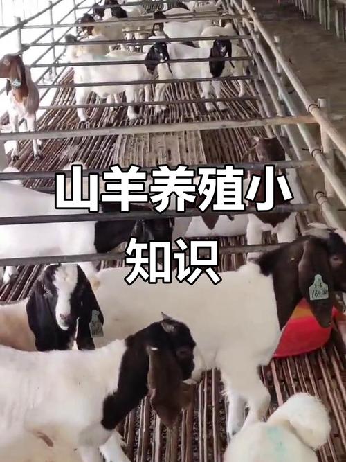 养羊最佳方法技术有哪些要点？-第2张图片-宁夏农业信息网