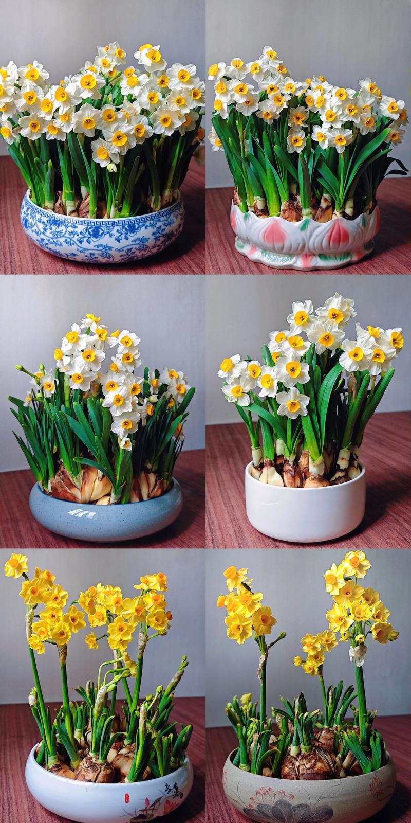 水仙花怎么浇水才正确？-第1张图片-宁夏农业信息网