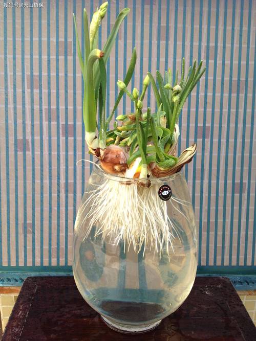 水仙花怎么浇水才正确？-第2张图片-宁夏农业信息网