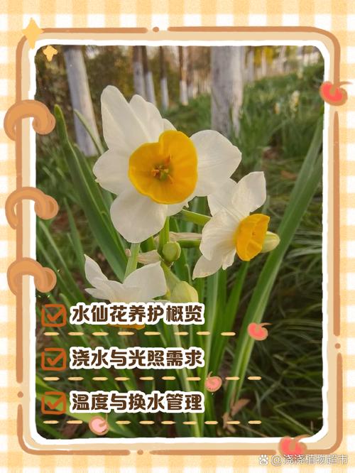 水仙花怎么浇水才正确？-第3张图片-宁夏农业信息网