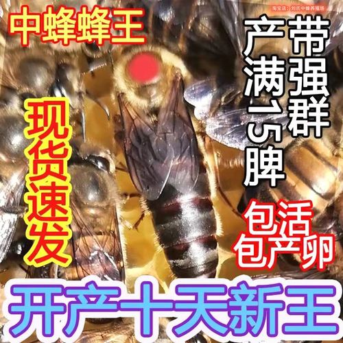 L天柱中蜂怎么养才高效?-第1张图片-宁夏农业信息网 L天柱中蜂怎么养才高效?-第1张图片-宁夏农业信息网