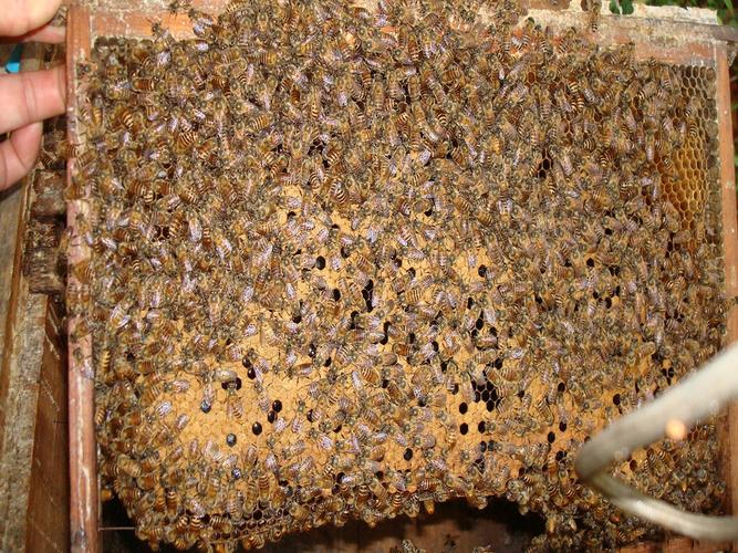 L天柱中蜂怎么养才高效?-第2张图片-宁夏农业信息网 L天柱中蜂怎么养才高效?-第2张图片-宁夏农业信息网