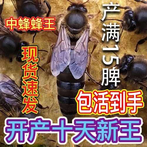 L天柱中蜂怎么养才高效?-第3张图片-宁夏农业信息网 L天柱中蜂怎么养才高效?-第3张图片-宁夏农业信息网