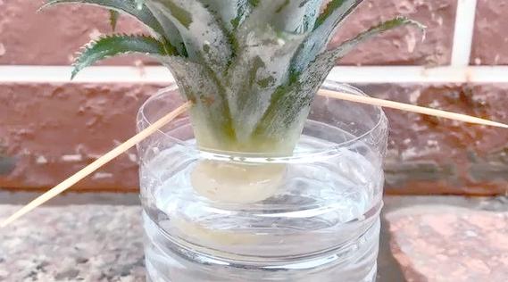 水养菠萝头怎么用牙签固定?-第1张图片-宁夏农业信息网 水养菠萝头怎么用牙签固定?-第1张图片-宁夏农业信息网