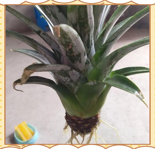 水养菠萝头怎么用牙签固定?-第2张图片-宁夏农业信息网 水养菠萝头怎么用牙签固定?-第2张图片-宁夏农业信息网