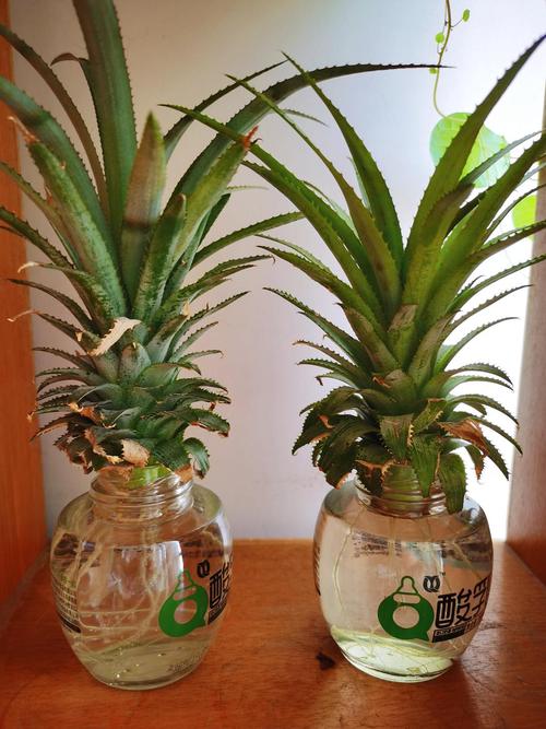 水养菠萝头怎么用牙签固定?-第3张图片-宁夏农业信息网 水养菠萝头怎么用牙签固定?-第3张图片-宁夏农业信息网