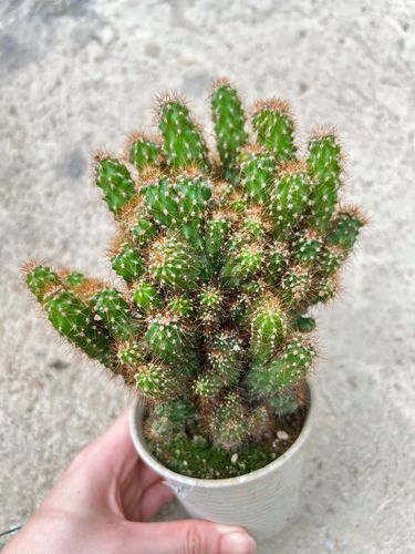 多肉仙人指怎么养才爆盆？-第2张图片-宁夏农业信息网