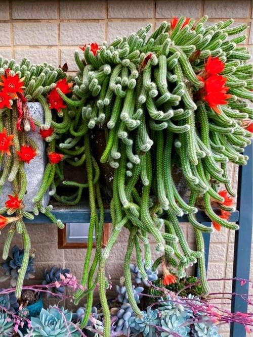 多肉仙人指怎么养才爆盆？-第3张图片-宁夏农业信息网