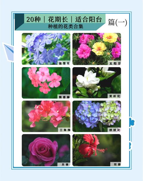 花草品种名称与数目知多少？-第2张图片-宁夏农业信息网