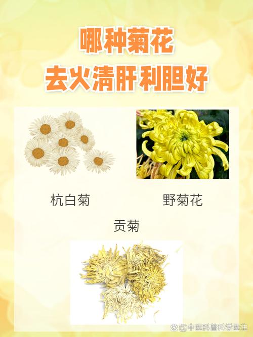 常见菊花品种有哪些？-第1张图片-宁夏农业信息网