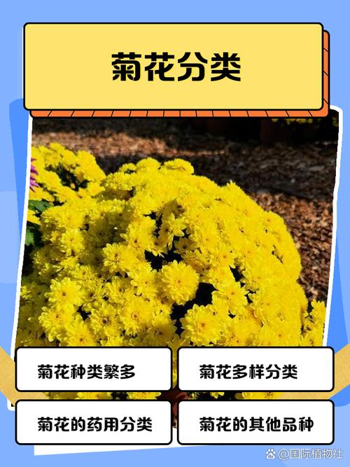 常见菊花品种有哪些？-第2张图片-宁夏农业信息网