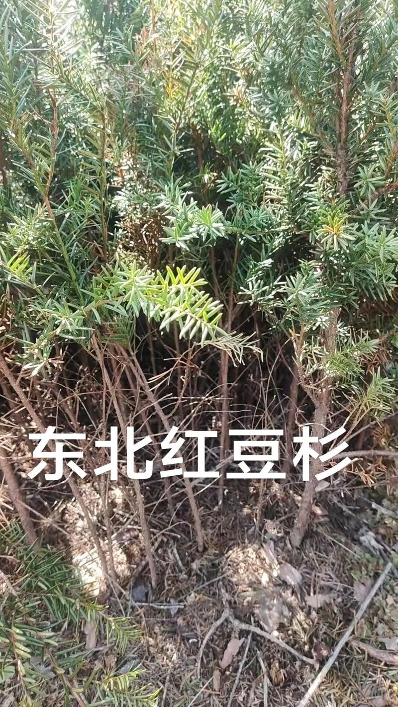 红豆杉冬季怎么养才好？-第2张图片-宁夏农业信息网