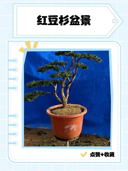 红豆杉冬季怎么养才好？-第1张图片-宁夏农业信息网