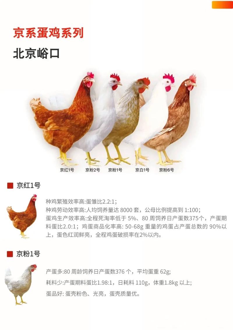 哪种蛋鸡品种产蛋量最高？-第1张图片-宁夏农业信息网