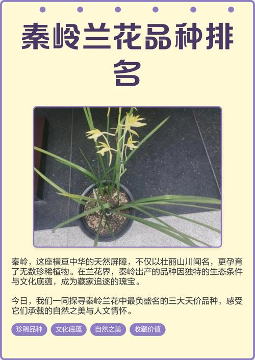 兰花品种知多少？-第1张图片-宁夏农业信息网